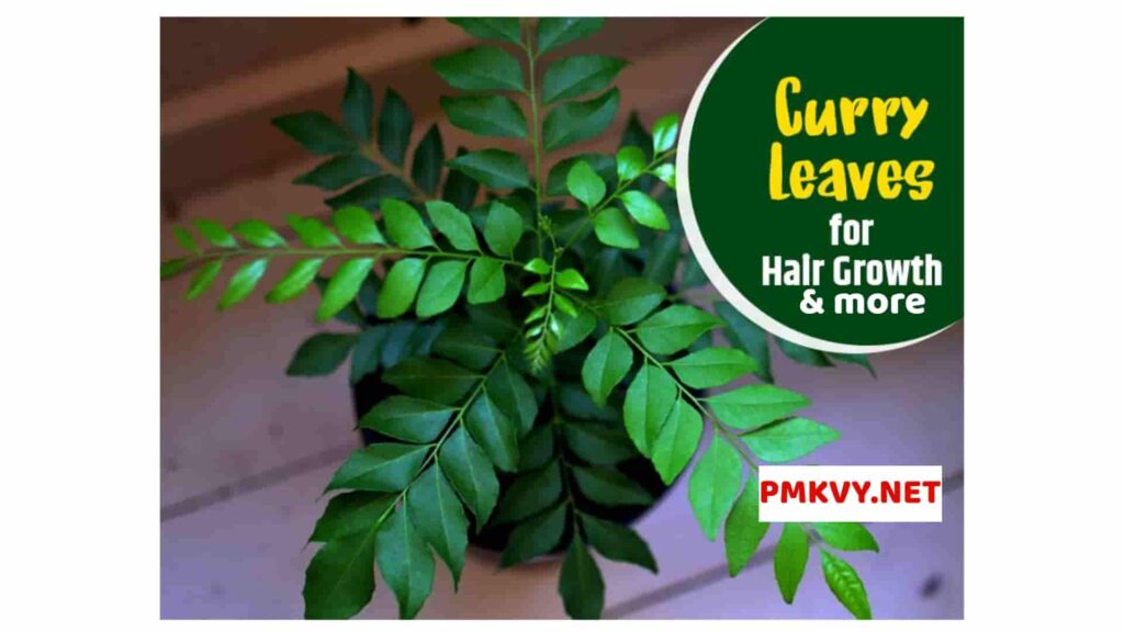 Curry leaves in Hair problem