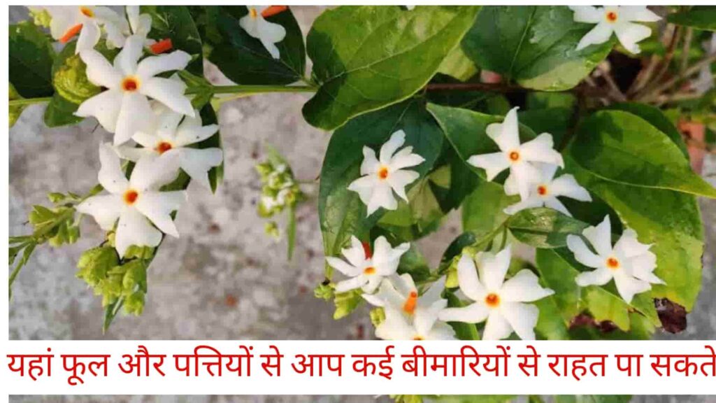 Benefits of Parijat Flowers